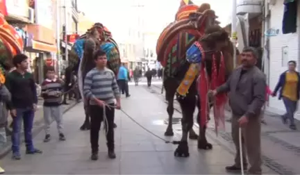 Ayvalık'ta Develer Görücüye Çıktı