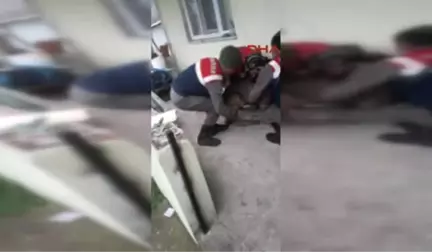 Sakarya Köpeklerin Kovaladığı Karacayı Kurtarıp Jandarmaya Teslim Etti