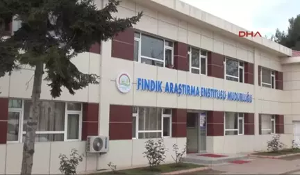 Giresun Fındıkta Sertifikalı Fidan Üretimine Geçiliyor