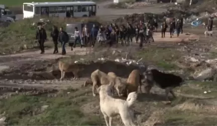 Üniversiteli Gençlerden Sokak Köpeklerine Gıda Desteği