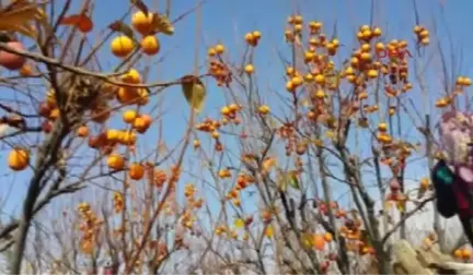 Adıyaman - Alternatif Olarak Ürettiği Hurmaları Pazarcılara Satıyor