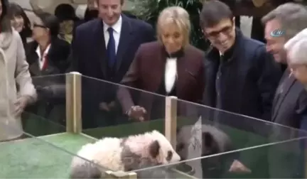 Yavru Panda, Brigitte Macron'a Saldırdı