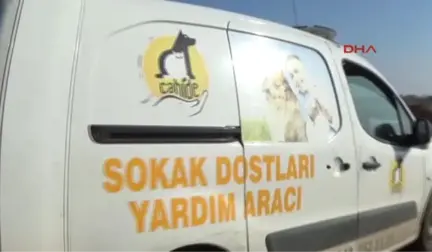 Gaziantep Köpeği Av Tüfeğiyle Vurdular