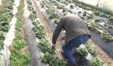 Fındığı Kesip Çilek Üretimine Başladı