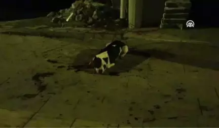 Kavgada Köpek ve Sahibi Bıçaklandı