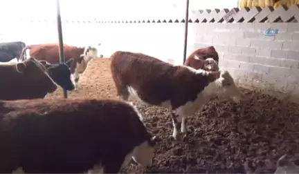 Eltiler Hayvan Çiftliği Kurdu, Kadınlara Örnek Oldu
