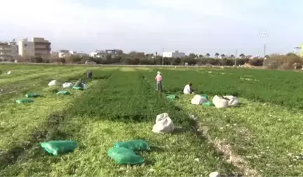 Hatay'da Maydanoz Hasadı Başladı