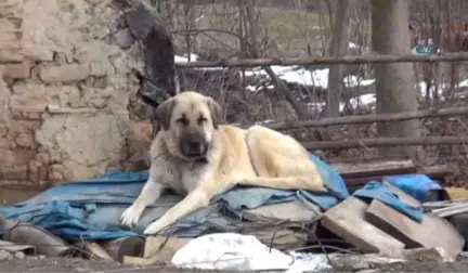 Kayıp 5 Kişilik Aileye Ait Çoban Köpekleri, Enkaz Alanından Ayrılmıyor