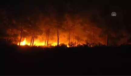 Yazın Yanan Ormanlık Alanlar Baharda Yeşerecek