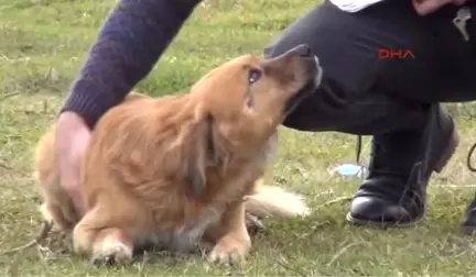 Zonguldak Öğretmen Dedektif Gibi İz Sürüp Öldürülen Köpeklerin Gömüldüğünü Tespit Ettirdi