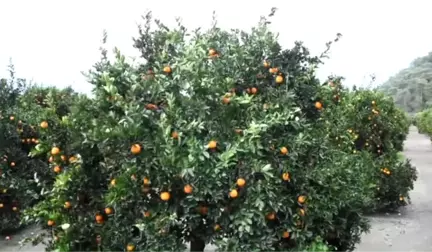 Ege'nin Narenciye Bahçesi Muğla