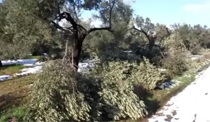 Fırtına ve Kar Zeytin Ağaçlarına Zarar Verdi