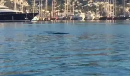 Bodrum'da Akdeniz Foku Şaşırttı