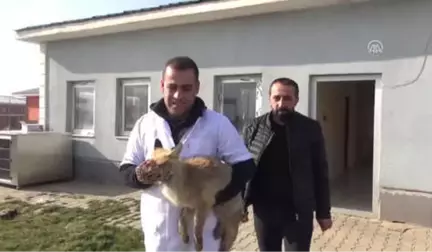 Tedavi Edilen Tilki Doğaya Salındı