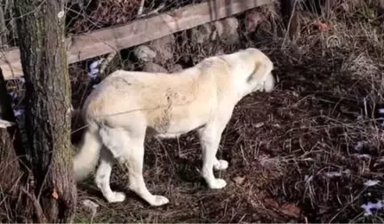 Kastamonu'daki Yangın - Çataloğlu Ailesinin Köpeği Bulundu