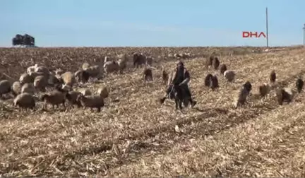 Şanlıurfa'da Çiftçiler, Yağmur Duasına Çıktı