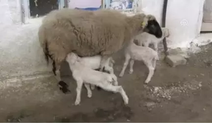 Muğla'da Bir Koyun Beşiz Yavruladı