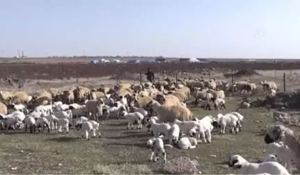 Şanlıurfalı Besicilerin Kuraklık Kaygısı