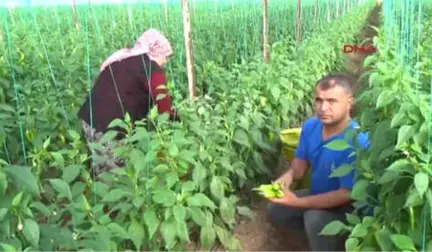 Antalya Üreticinin Çocuğu da Serada Büyüyor