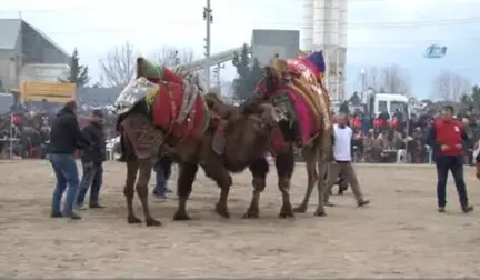 Çanakkale'de Deve Güreşleri Nefes Kesen Anlara Sahne Oldu