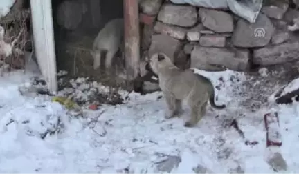 Miniklerden Sahipsiz Köpek ve Yavrularına Şefkat Eli