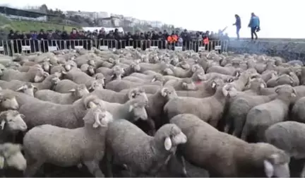 Zeytin Dalı Harekatı'na Destek