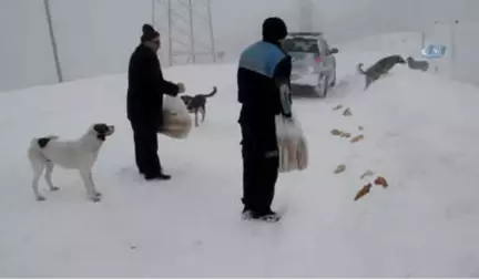 Karda Hayvanlar Ölmesin Diye Ekmek ve Yem Veriliyor