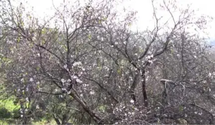 Badem Ağaçları Çiçeklendi, Üreticileri Don Endişesi Sardı (2)