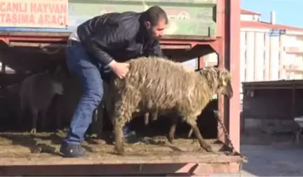 Aksaray'da 6 Üreticiye 222 Hayvan Verildi