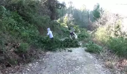 Defne Hasadı Orman Köylüsüne Geçim Kaynağı Oldu