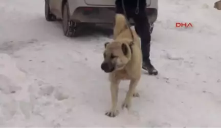 Sivas Milli Köpek Irkları, Türkiye'nin Güvenliği İçin Görevde