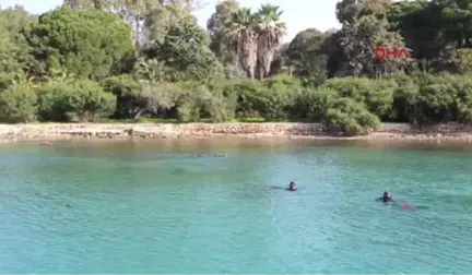 Bodrum Güvercinlik'te Deniz Dibi Temizliği