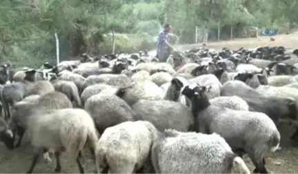 Bursa Damızlık Koyun Keçi Birliği Başkanı Oran: 