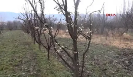 Tokat'ta Erik Ağaçları Çiçek Açtı