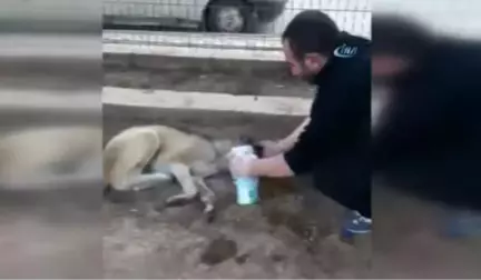 Zehirlenen Köpeğe Ayranlı Müdahale