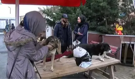 Ünlü Sanatçılar Barınak Hayvanları İçin Bir Araya Geldi