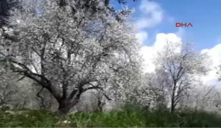 Muğla Datça'nın Badem Çiçekleri Ressamlara İlham Kaynağı Oldu