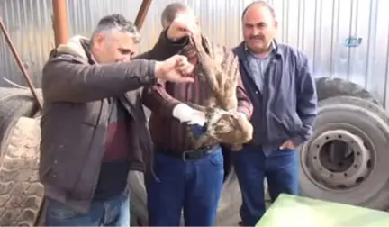 Yaralı Kızıl Şahine Şantiye Çalışanları Sahip Çıktı