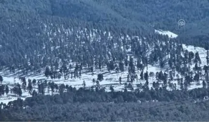 Sarıkamış'ın Bozayıları Yaban Hayatını Dünyaya Tanıtacak