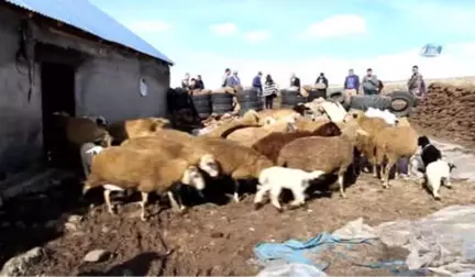 Yardım Koyunları Beşiz ile Üçüz Doğuruyor