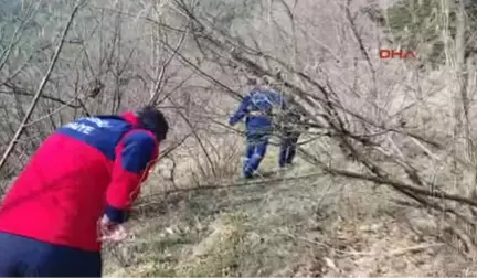 Zonguldak Yaralanan Danayı Sedyeyle Taşıdılar