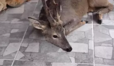 Denize Atlayan Karaca Kurtarıldı