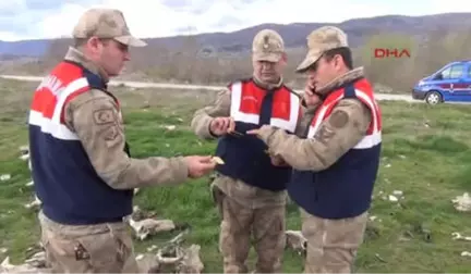 Tokat'ta, Boş Arazideki Büyükbaş Hayvan Kemikleri Şaşırttı