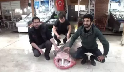 4 Metrelik Köpek Balığı Yakalandı