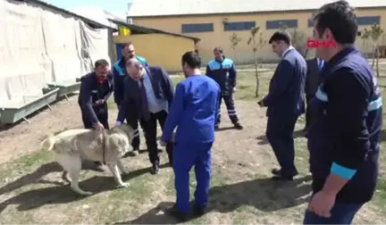 Erzurum-Gözetim Altındaki Düveye Özgürlük Yolu Göründü-Hd