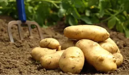 Gürcistan, Türkiye'den Patates Alımını Durdurdu