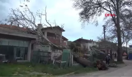 Çanakkale'de Fırtına 100 Yıllık Çınar Ağacını Devirdi