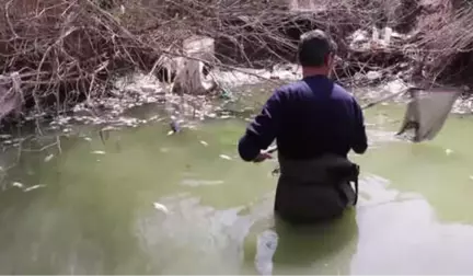 Mahsur Kalan Balıklar Tahliye Edildi