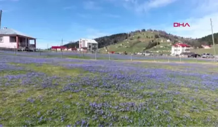 Trabzon Mor Yaylaya Ziyaretçi Akını-Hd