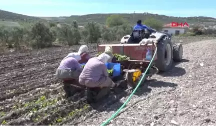 Manisa-Tütün Üreticisi İsyanda